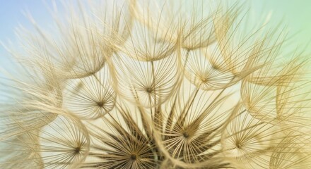 Macro View of a Dandelion Seed Head