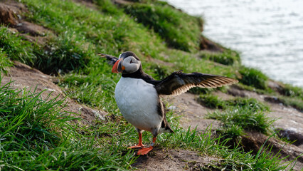 A colorful puffin stands on lush green grass, flapping its wings next to the serene waters of Iceland. This scene captures the beauty of Icelandic wildlife in its natural habitat.