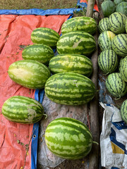 Freshly harvested watermelons displayed on colorful tarps.