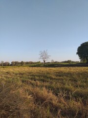 Dry Grass Field in the Hot Season