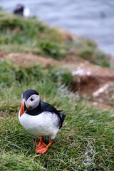 A charming puffin perches on the lush green grass along the rugged coastline of Bakkagerd, East Iceland, Puffins.
