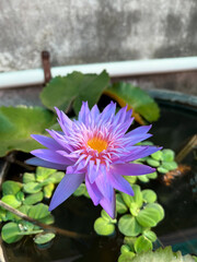 Purple water lily opens under morning sun.