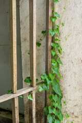 Wooden fence with ivy growing up the side of it