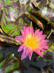 Yellow and pink water lily among foliage.