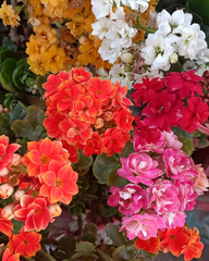 Fototapeta premium Kalanchoe blossoms display vivid, multicolored floral clusters.