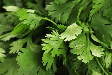 Fresh cilantro leaves as background, macro view