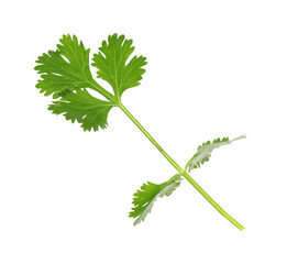 Fresh cilantro sprig isolated on white. Aromatic condiment