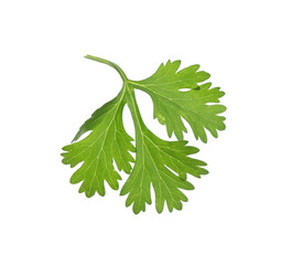 Fresh cilantro sprig isolated on white. Aromatic condiment