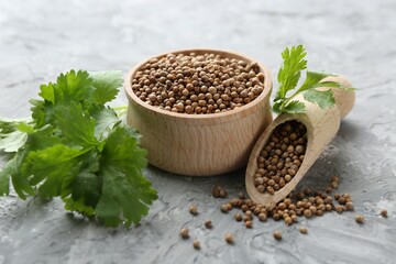 Coriander seeds in bowl, scoop and fresh cilantro sprigs on grey textured table, closeup
