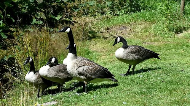 Kanadag&auml;nse auf der Wiese