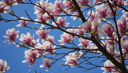 pink cherry blossom