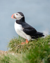 A vibrant puffin perches on a lush green cliff, showcasing its colorful beak and striking plumage against the backdrop of the sparkling ocean. Bakkagerd, East Iceland, Puffins.