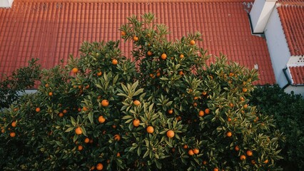 Citrus Tree in a Sunny Locale