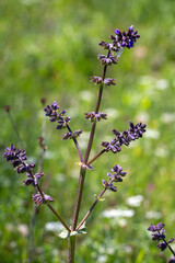 Wild plant species. Scientific name: Salvia verbenaca