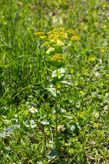 Smyrnium perfoliatum is a plant species from the Smyrnium genus of the Apiaceae family.