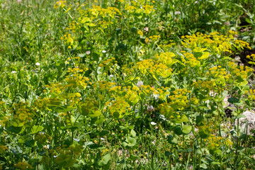 Smyrnium perfoliatum is a plant species from the Smyrnium genus of the Apiaceae family.