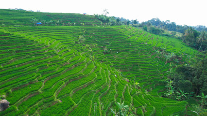 Aerial view of lush green terraced rice fields in Majalengka, Indonesia, with scattered rocks and small huts, showcasing the beauty of agricultural landscapes.