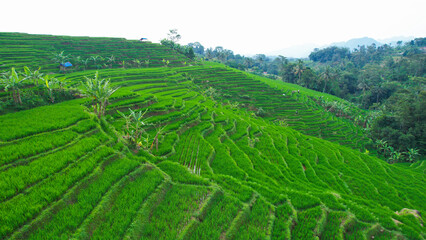 Aerial view of lush green terraced rice fields in Majalengka, Indonesia, with scattered rocks and small huts, showcasing the beauty of agricultural landscapes.