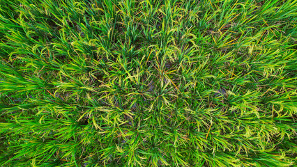Top view of vibrant Green Rice plants arranged in a circular pattern, showcasing the lush growth and intricate planting design typical of agricultural fields.