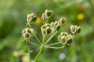 Wild plant species. Scientific name: Tordylium apulum