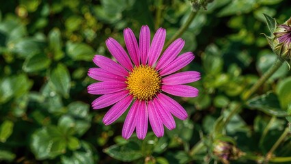 Obraz premium Image of untamed flowers