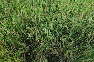 Close-up view of lush paddy fields in Majalengka, Indonesia, with vibrant green rice plants and...