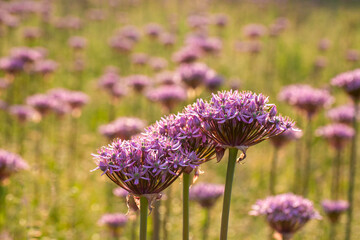 Allium atropurpureum or Allium hollandicum is a plant species native to Hungary, the Balkans, and...