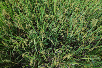 Close-up view of lush paddy fields in Majalengka, Indonesia, with vibrant green rice plants and golden grains ready for harvest.