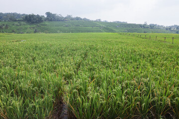 Expansive paddy fields in Majalengka, Indonesia, with lush green rice plants stretching towards the horizon under a cloudy sky, surrounded by terraced hills and distant trees.