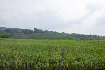 Expansive paddy fields in Majalengka, Indonesia, with lush green rice plants stretching towards the horizon under a cloudy sky, surrounded by terraced hills and distant trees.