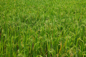 Close-up view of lush paddy fields in Majalengka, Indonesia, with vibrant green rice plants and...