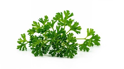 Obraz premium Isolated cutout of a parsley leaf cluster against a white background