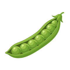 Green pea pod with fresh peas in a simple, vibrant illustration on isolated background 