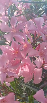 pink leander in the garden