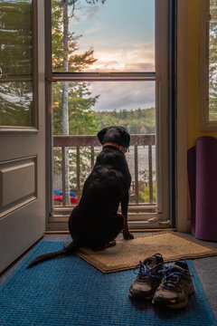 Black and Tan Coonhound dog waiting at door, looking outside.
