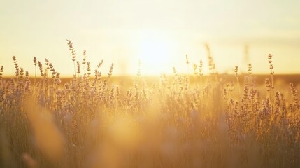 Golden hour lavender field sunset serenity in nature