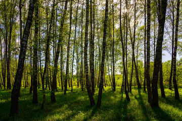 Naklejka premium Sunlight filtering through the tall birch trees in a lush green forest, creating a serene and captivating natural landscape for nature enthusiasts.