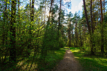 Forest path winding through green trees. Sunlit park landscape. Outdoor escape and natural scenery for relaxation.