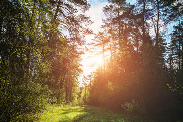 Forest path winding through green trees. Sunlit park landscape. Outdoor escape and natural scenery for relaxation. Vintage film aesthetic.