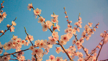 blooming magnolia tree in spring