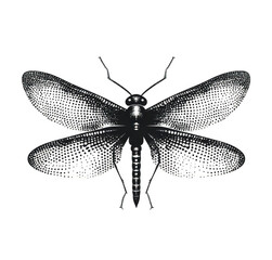 dragonfly isolated on white