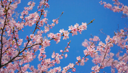 cherry blossom in spring