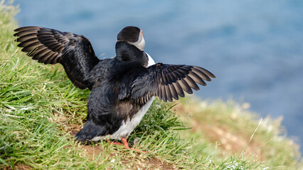 A puffin stands proudly on the grassy cliffs of Iceland, spreading its wings against the backdrop of the stunning North Atlantic Ocean. Bakkagerd, East Iceland, Puffins.