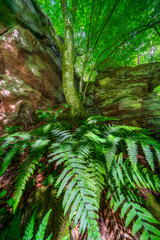 Farne und Sandstein im Pfälzerwald – Naturaufnahme Südwestpfalz