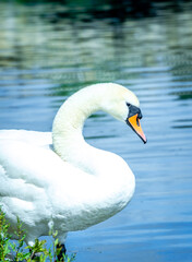 Obraz premium swan on the bank of the river