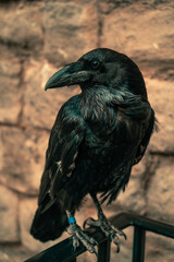 Fototapeta premium Black crow sitting pretty