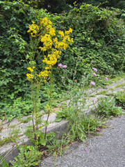überwucherter Gehweg mit Jakobskreuzkraut, Klee und Brombeeren