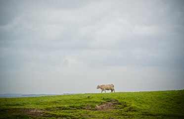 cows in a field enjoying life