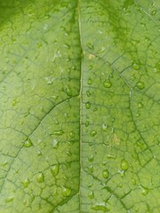 Fototapeta premium Beautiful nature background. Green leaf in raindrops