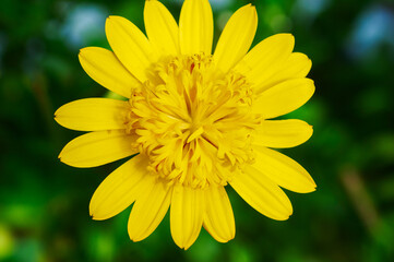 A vibrant double yellow osteospermum close up against a green backgound